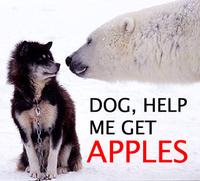 Apples Bear