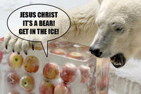 Apples Bear