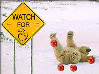 Apples Bear
