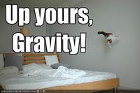 Gravity Cat