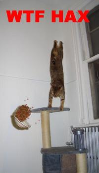 Gravity Cat