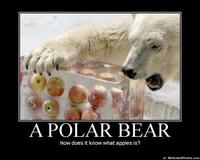 Apples Bear
