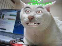 Serious Cat