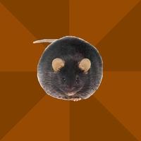 Poverty Rat