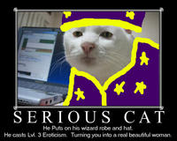Serious Cat