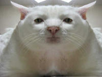 Serious Cat