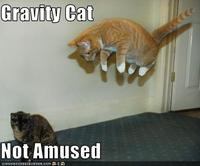 Gravity Cat