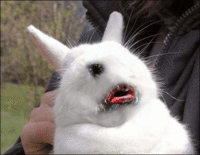 Bunnyfaic