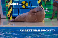 Lolrus