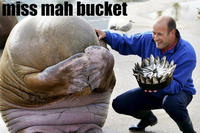 Lolrus