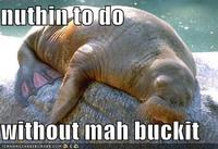 Lolrus