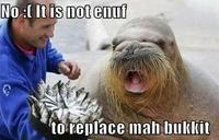Lolrus