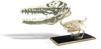 Crocoduck