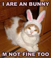 A Cat Is Fine Too
