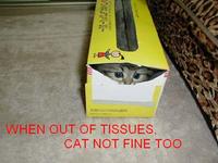 A Cat Is Fine Too