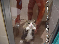A Cat Is Fine Too