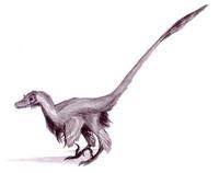 Velociraptor_dinoguy220110724-22047-13hgw23
