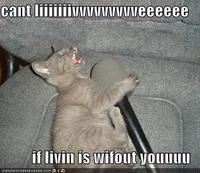 LOLcats