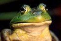 Foul Bachelor Frog
