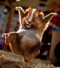 Hampster Dance