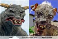 Sam the World's Ugliest Dog