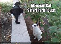 Monorail Cat