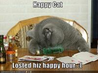 Happy Cat