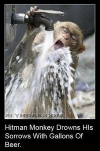 Hitman Monkey