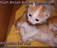 Itteh Bitteh Kitteh Committeh