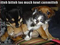 Itteh Bitteh Kitteh Committeh
