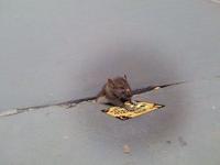 Sad Rat