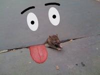 Sad Rat