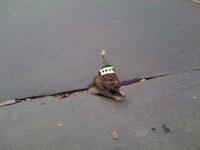 Sad Rat