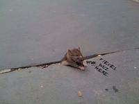 Sad Rat