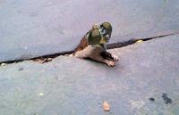 Sad Rat
