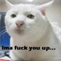 Serious Cat