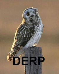 DERP