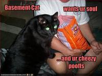 Basement Cat
