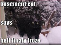 Basement Cat