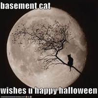 Basement Cat
