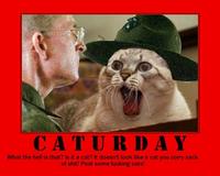 Caturday