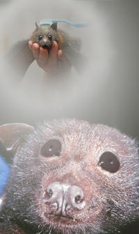 Brushie Brushie Brushie