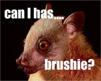 Brushie Brushie Brushie