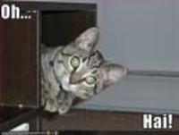 OH HAI