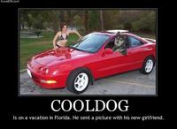 Cool Dog