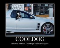 Cool Dog