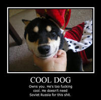 Cool Dog