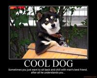 Cool Dog