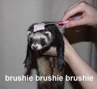 Brushie Brushie Brushie