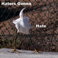 Haters Gonna Hate
